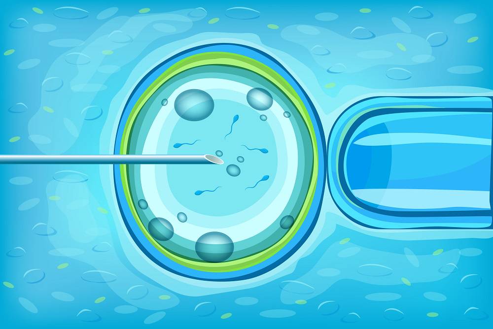 nuevo-sistema-para-estudiar-la-evolucion-de-los-embriones imagen de artículo