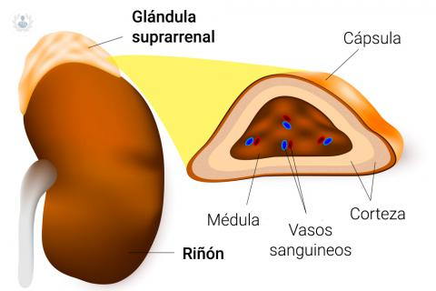 Glándulas Suprarrenales