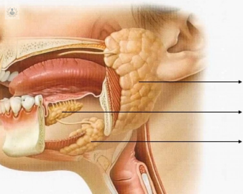 que-son-y-que-funcion-realizan-las-glandulas-salivares imagen de artículo