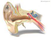 las-claves-de-la-otitis imagen de artículo