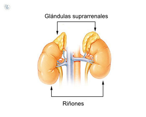 Glándula Suprarrenal: enfermedades que puede presentar y cirugía