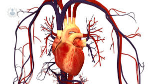 conoce-la-salud-de-tu-corazon-a-partir-de-la-imagen-cardiaca imagen de artículo