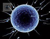 endocrinologia-de-la-reproduccion-que-es imagen de artículo