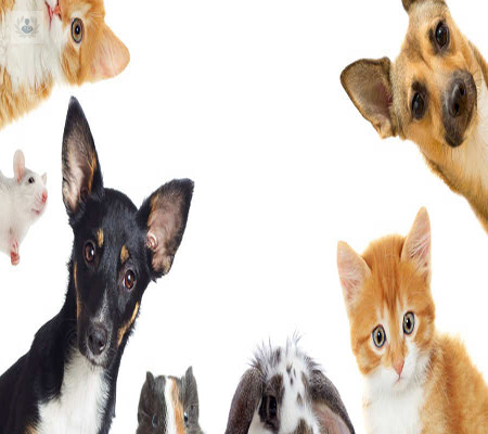 el-poder-psicologico-de-las-mascotas imagen de artículo