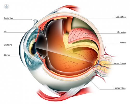 un-vistazo-al-ojo-y-sus-funciones imagen de artículo