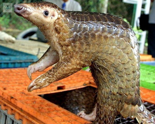 pangolin-especie-culpar-nuevo-coronavirus imagen de artículo