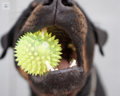 como-desinfectar-correctamente-los-juguetes-de-mi-mascota imagen de artículo