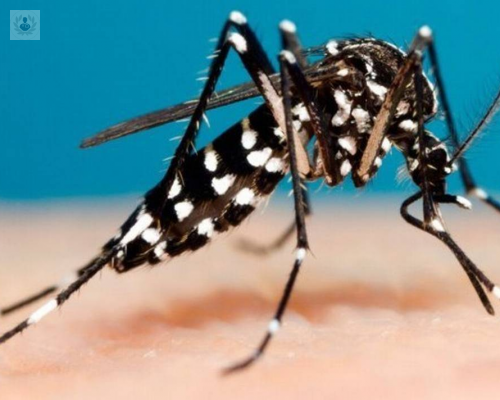 Dengue: una enfermedad que sigue latente