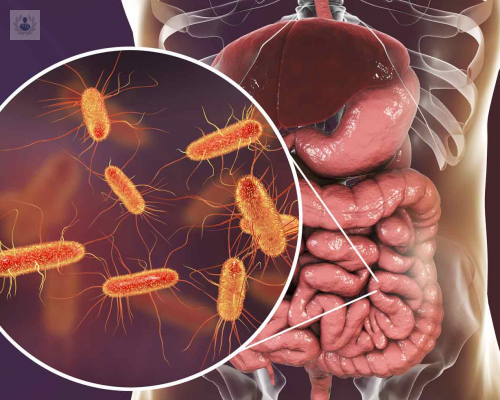 bacterias-intestinales-importantes-en-nuestra-salud imagen de artículo