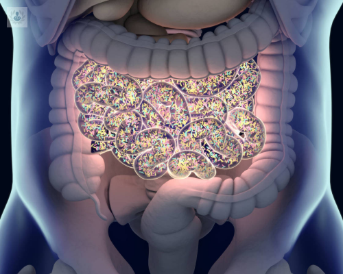 grasa-marron-y-sus-aportaciones-a-la-salud imagen de artículo