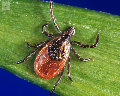 infeccion-babesiosis-problema-preocupa-estados-unidos imagen de artículo