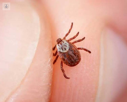 lo-que-no-sabias-de-la-enfermedad-de-lyme-de-la-mano-de-un-experto imagen de artículo