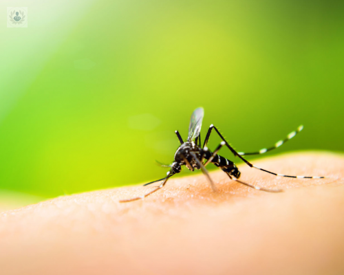 casos-de-dengue-han-sido-reportados-en-san-luis-potosi imagen de artículo