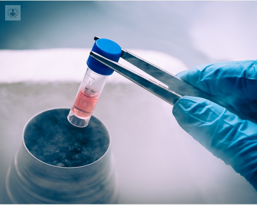 celulas-madres-de-donde-se-obtienen imagen de artículo