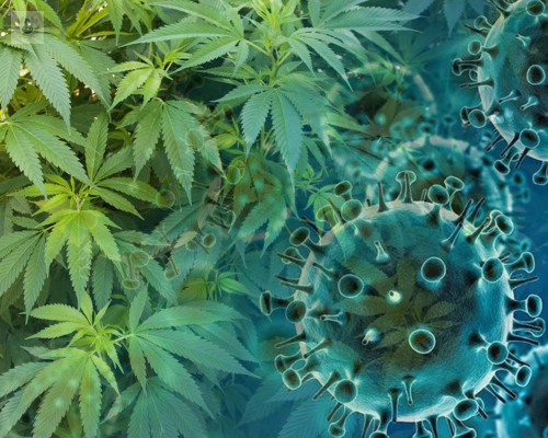 Componentes del cannabis previenen el contagio de COVID-19, revela estudio