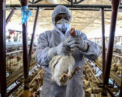 China reporta el primer contagio de gripe aviar H3N8 en humanos a nivel mundial… 