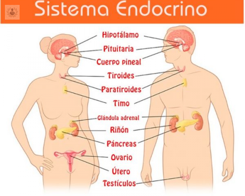 cuando-acudir-con-un-medico-endocrinologo imagen de artículo