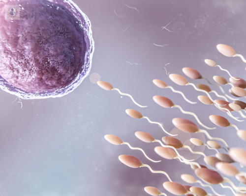 fecundacion-in-vitro-un-tratamiento-de-reproduccion-asistida imagen de artículo