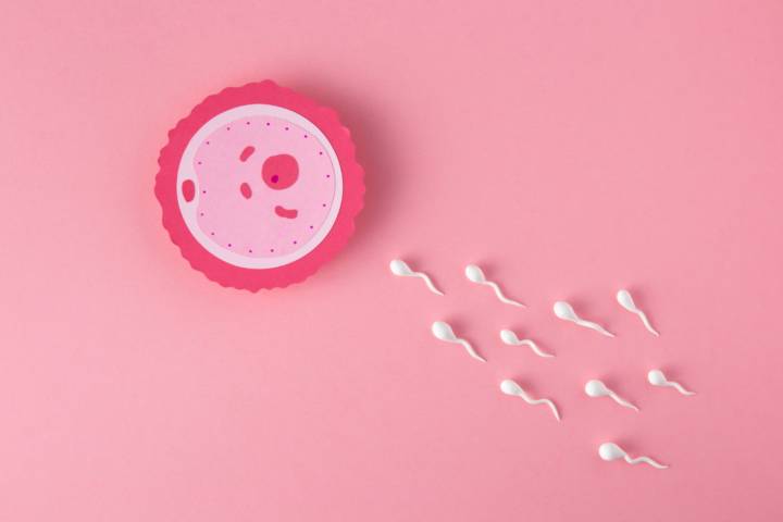 diferencia-fecundacion-in-vitro-e-inseminacion-artificial-cual-es-mejor-opcion-para-ti imagen de artículo