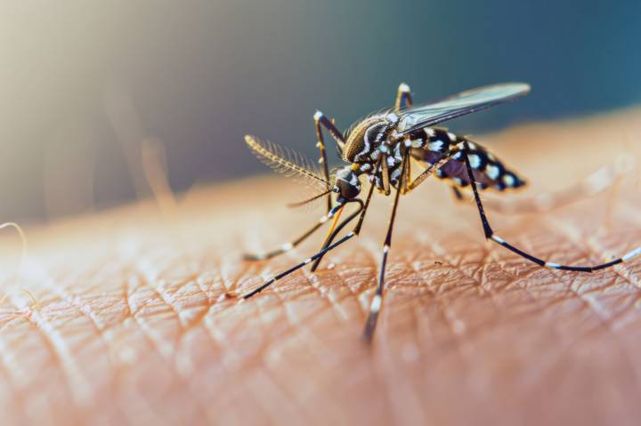 fiebre-oropouche-que-es-como-se-transmite-cuales-son-sintomas imagen de artículo