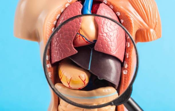 colecistitis-cronica-disfuncion-y-piedras-en-la-vesicula-biliar imagen de artículo