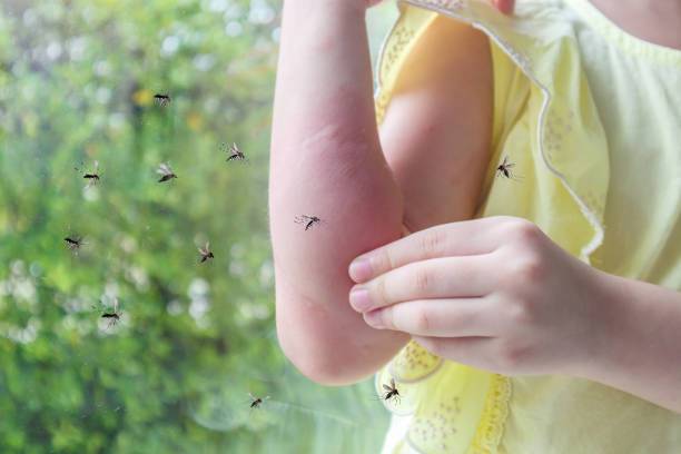 dengue-prevencion-y-control-la-clave-para-detener-la-enfermedad imagen de artículo
