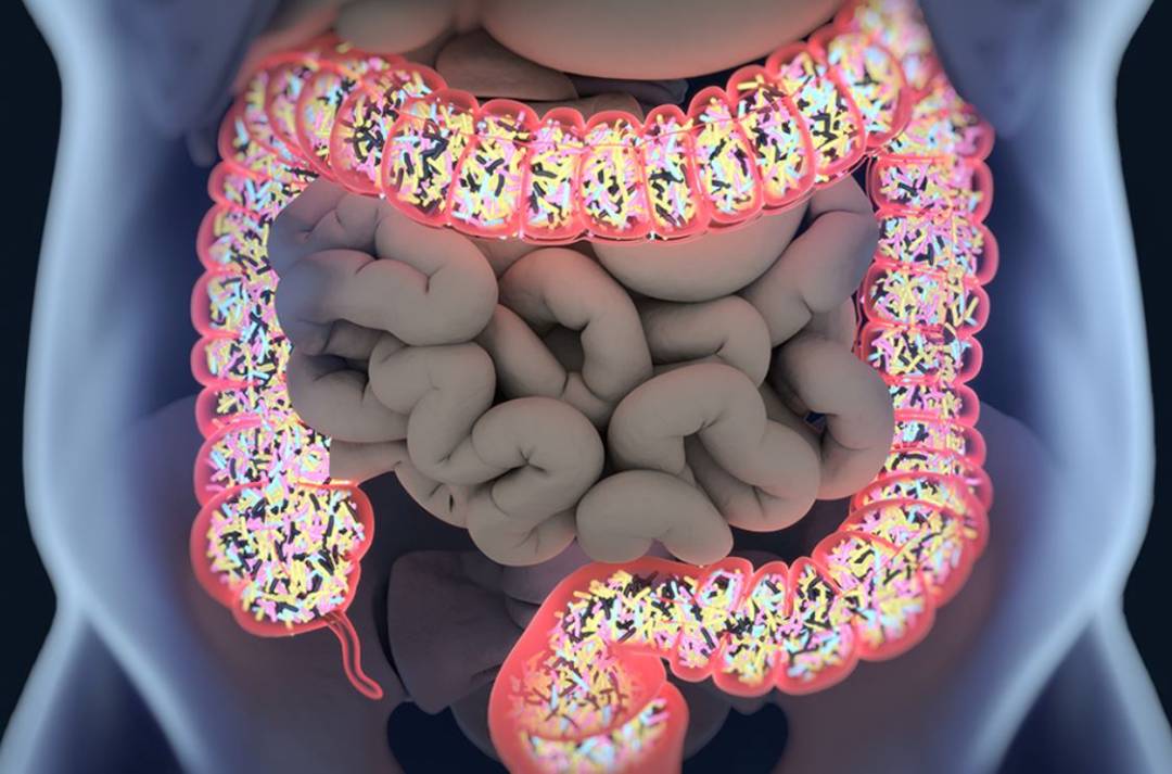 microbiota-intestinal-ecosistema-clave-para-salud imagen de artículo