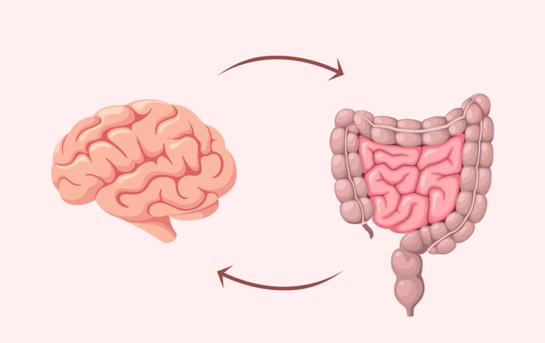 eje-cerebro-intestino-como-afecta-salud-intestinal-al-cerebro imagen de artículo