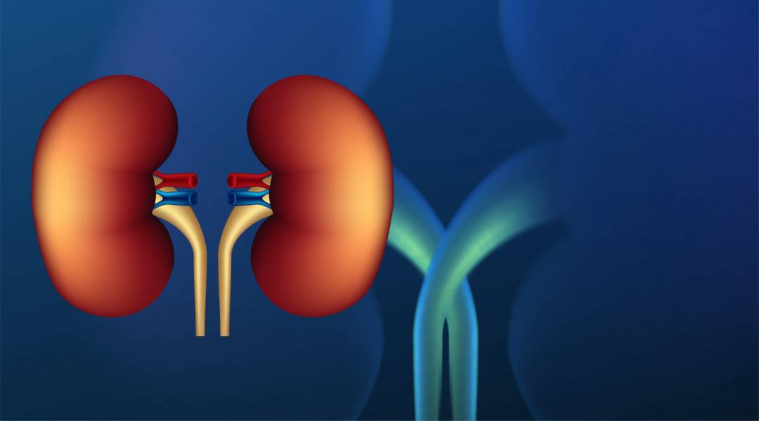 trasplante-renal-tratamiento-definitivo-enfermedades-renales imagen de artículo