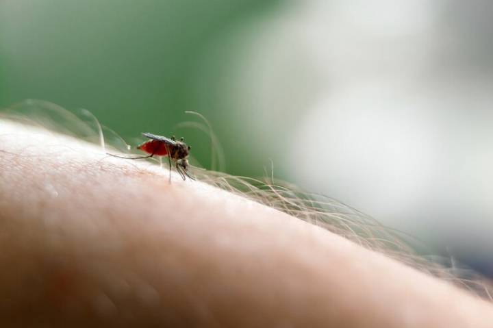 dengue-cuanto-dura-como-se-contagia-esta-infeccion imagen de artículo