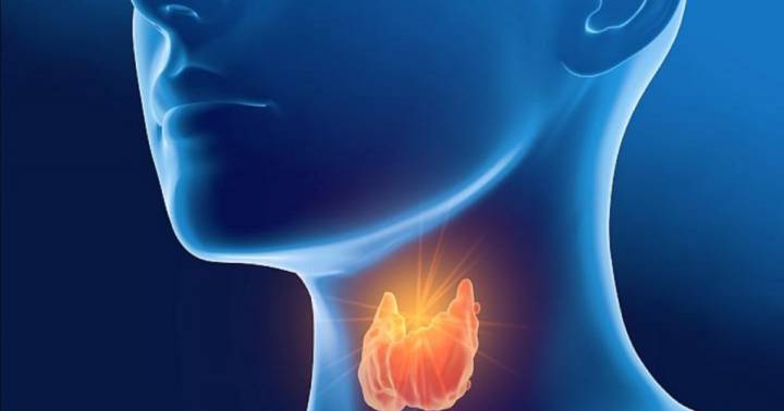 hipotiroidismo-articulo-de-prueba imagen de artículo