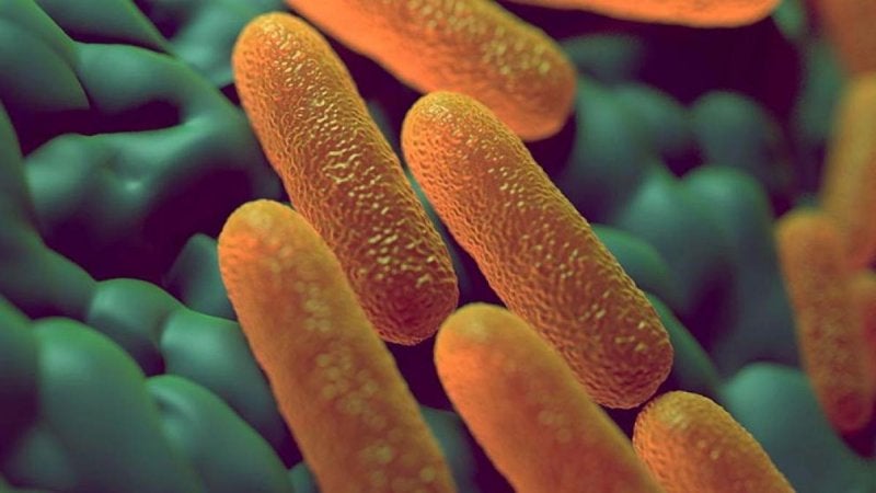 Salmonelosis ¿Qué es la Salmonelosis? ¿Cuáles son los síntomas?  ¿Cuáles son las complicaciones? ¿Cuáles son las complicaciones? ¿A qué especialista debo acudir?  ¿Qué es la Salmonelosis? La infección por Salmonela o Salmonelosis es un padecimiento originado por una bacteria que afecta el aparato intestinal. Generalmente, esta bacteria vive en los intestinos de animales y humanos y se transmite a partir de las heces.  Las personas son capaces de infectarse con la ingesta de agua o alimentos contaminados.  ¿Cuáles son los síntomas?  La infección puede transmitirse por comer carnes, aves, huevos o productos a base de huevo que estén crudos o mal cocinados. La incubación de esta bacteria es de varias horas hasta dos días.  Estos son los síntomas o signos de la Salmonelosis  Náuseas Vómitos Calambres abdominales Diarrea Fiebre Escalofríos Dolor de cabeza Sangre en las heces Cólicos  Pérdida del apetito  Estos síntomas pueden presentarse entre dos o siete días. Algunas variedades de la bacteria pueden provocar Fiebre Tifoidea.  ¿Cuáles son las causas? La causa de la enfermedad es la bacteria que se encuentra en el intestino de los animales, se contagia por ingerir alimentos contaminados con heces.  Los alimentes que pueden enfermarte son:  Carne cruda de res, ave y pescado  Huevos crudos  Frutas y vegetales  Algunos reptiles o aves, como mascotas, puede portar la bacteria.  Problemas inmunológicos  ¿Cuáles son las complicaciones? Esta bacteria no puede ocasionar la muerte. Sin embargo, ésta puede ser peligrosa para los siguientes grupos:  Bebés Niños Adultos jóvenes  Receptores de Trasplantes Mujeres Embarazadas Personas con Sistema Inmunitario débil  ¿Cómo prevenirla? Los métodos preventivos son esenciales para evitar esta enfermedad. Procura:  Preparar con higiene  Cocina alimentos de forma total Refrigerar alimentos Congela tus alimentos Lávate las manos Mantén la comida separada: evita contaminación cruzada Evita comer huevos crudos  ¿A qué especialista debo acudir? Para más información te recomendamos acudir con un Gastroenterólogo, Pediatría o Infectólogo. 