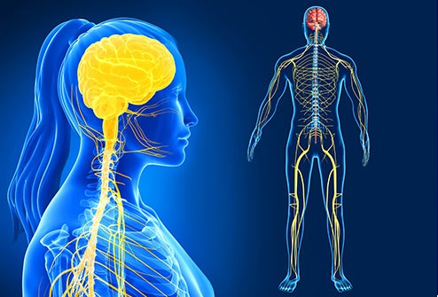 Sistema Nervioso: qué es, síntomas y tratamiento | Top Doctors