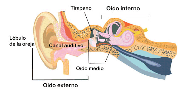 Cirugía del Oído Medio 