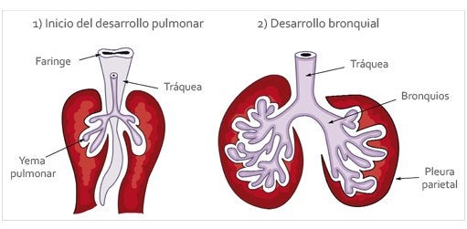 Embriología del Aparato Respiratorio